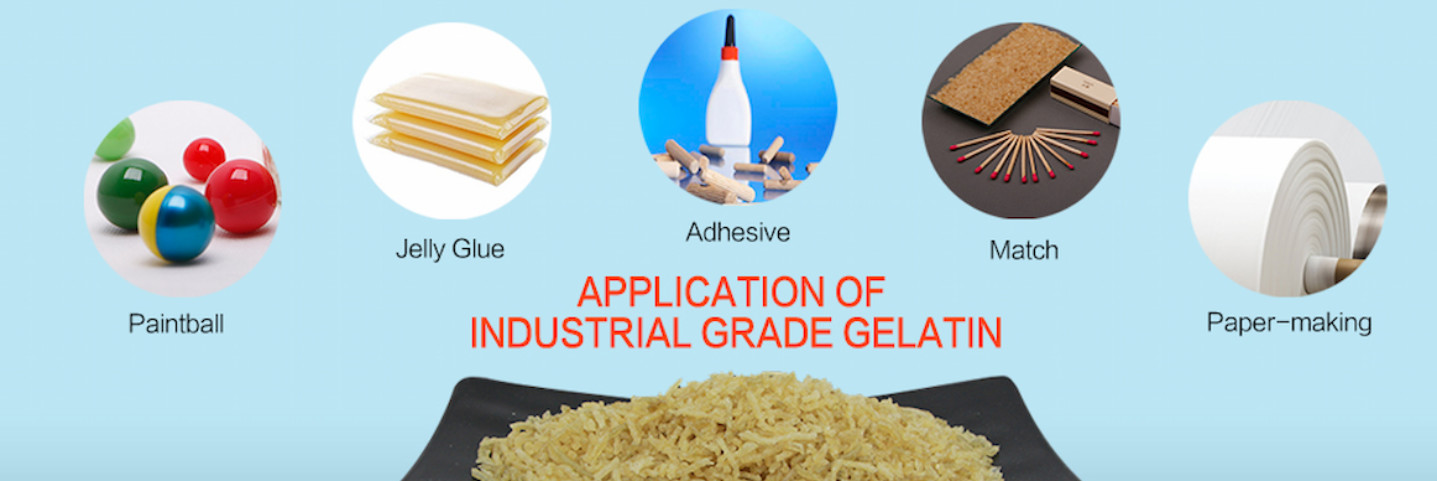 qualité Gélatine usine