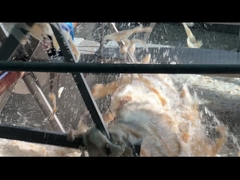 Stabilisateurs de gélatine comestibles à base de peau de bœuf gélatine hydrolysé Halal